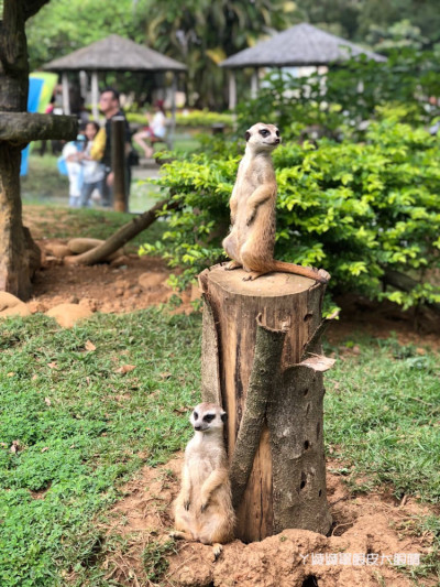 六福村主題遊樂園來了狐獴大軍！新竹關西旅遊景點 - ㄚ綾綾單眼皮大眼睛
