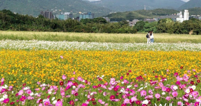 北投人秘境回來了！超過5公頃「關渡花海」11/5提前開放免費拍，超夢幻「花海音樂會」等你來當網美。