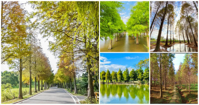 桃園落羽松好拍到爆！7個零死角「桃園落羽松秘境」清單公開，倒影如畫「水漾落羽松」、秘密幽靜「龜山落羽松公園」，怎麼拍都不出錯。