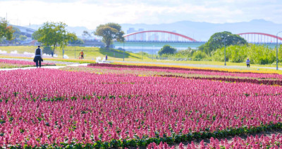 古亭秘境大曝光！超過4000坪「古亭紫爆花海」到明年2月中都有，「48萬盆花草、夜間花海光雕展」古亭人都不知道。