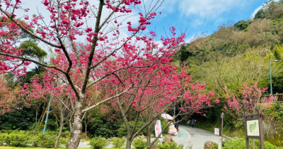 台北人後花園超美！2023陽明山花季「超過800株櫻花」大滿開，「5大最佳賞花地點」上陽明山賞花、拍IG限動。