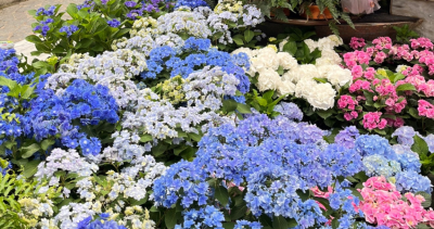 士林人也有繡球花！免費入場「士林官邸繡球花展」搶攻士林最美打卡點，23天快閃「士林繡球花」趁沒人先衝。