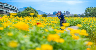 三重人賞花去！1.4公頃花海衝「新北大都會公園」打卡，三重限定「花海+星月裝置藝術」夏日打卡點美拍一波。