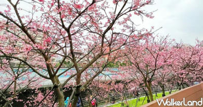 15個台北花季先筆記！免費賞花攻略「2024花IN台北」15個花季時間出爐，內湖夜櫻、鬱金香展、古亭花海全包。