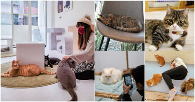 桃竹苗貓咪咖啡廳攻略！熱搜桃竹苗11間「貓咪咖啡廳」口袋名單，桃園貓禾咖啡、新竹貓嶼咖啡週末約擼貓。