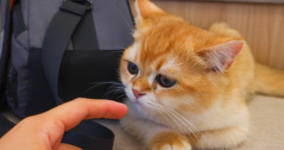 飯店也開貓咖！新開幕「擼らら Sweets」貓咪咖啡廳朝聖攻略，貓奴擼貓場次、擼貓入場方案帶你看。