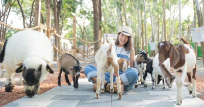 遛小孩放電新景點！嘉義親子景點「咩咩上樹萌寵樂園」3大主題玩到瘋，「呆萌笑笑羊、極速空中索道」連大人都不想走。
