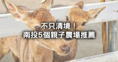 不只清境農場！暑假親子必玩5間「南投特色農場」推薦，全台最大鳥樂園、動物夜景餐廳先衝。