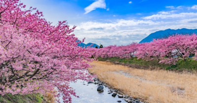 日本櫻花季先卡位！2025必玩日本賞櫻機票 日韓賞櫻行程搶先入手。