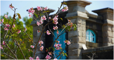 台南228連假最強行程推薦！燈會、溫泉、花海、採草莓6大攻略一次看。