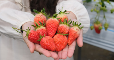 鳥取採草莓吃到飽！re-tori farm 550元30分鐘日本草莓吃到飽，預約攻略看。