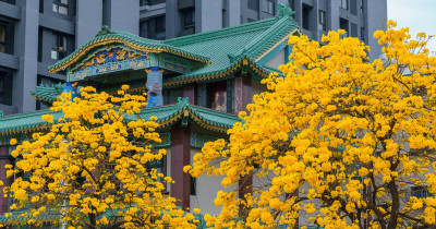 台中新竹黃花風鈴木免費拍！春天限定7大「黃花風鈴木」觀賞景點，5公里長黃金花海隧道必拍。