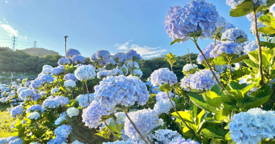 繡球花控快衝！2025全台最大萬坪花海這天登場，花期、票價一次看。