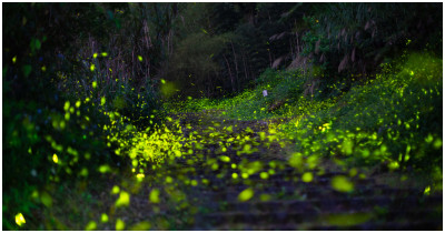 溪頭螢火蟲季4月登場！親子入住福華飯店蜜豆人主題房好拍又好住。