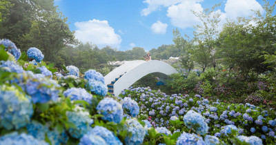 台北 新北7大繡球花海搶先看！全台最大繡球花海、陽明山竹子湖繡球花推薦。
