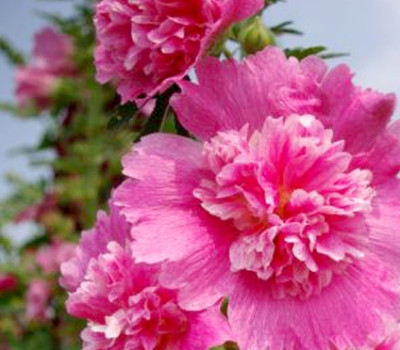 花比人高！「學甲蜀葵花文化節」登場，5.5公頃蜀葵花田全台規模最大！