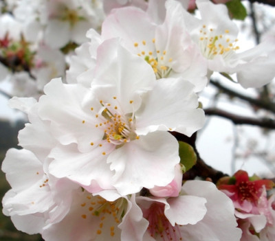 2015年首波山櫻花開了！跟著櫻花去旅行，新北烏來首度試辦「賞夜櫻」