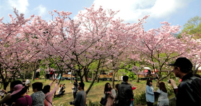 陽明山花季將登場！萬株茶花搶先綻放，「賞花三部曲」估吸140萬人潮！