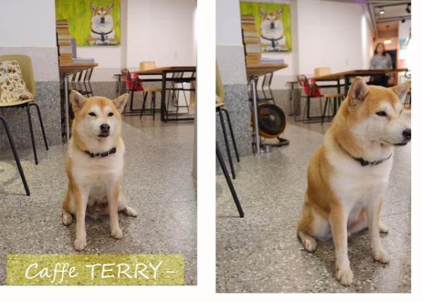 嗨~仁將Caffe TERRY