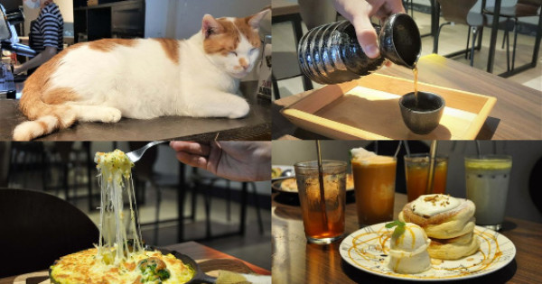 【新北市板橋區】捷運新埔站自家烘焙咖啡的「貓嘰咕咖啡．蔬食」!特色手沖清酒壺咖啡，多達10隻以上的超萌貓咪陪你玩，根本貓奴新樂園!(文末有優惠)