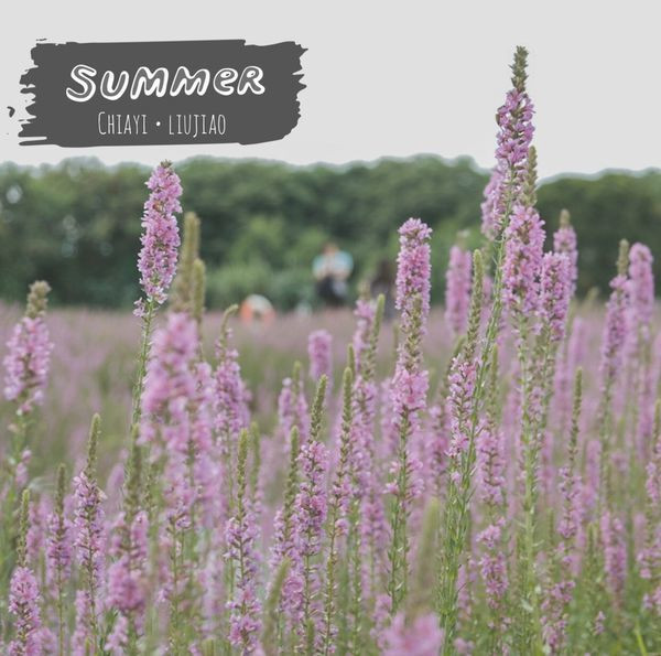 嘉義一日遊｜六腳蒜頭生態公園