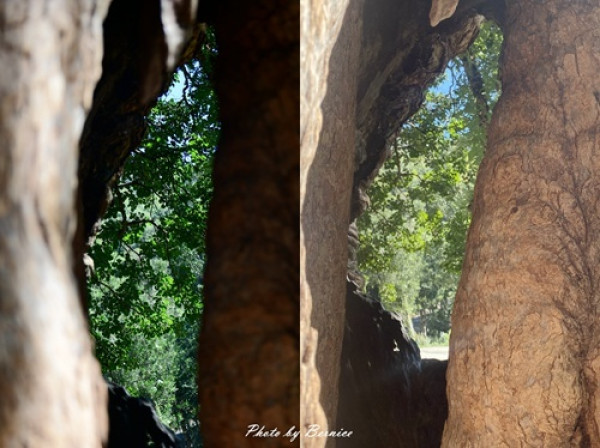 茄冬神木.看見台灣~因921後而爆紅的新興景點-喬對角度就能看見台灣