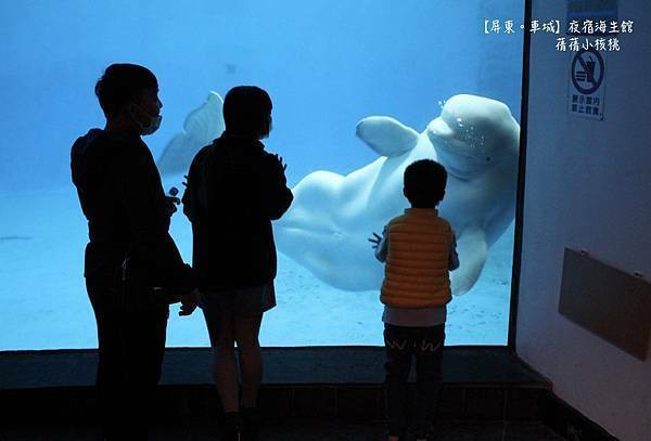 【屏東親子旅遊景點】夜宿海生館（下）。早安！企鵝！今早我要獨享有別於觀光客的❮大洋池餵食秀❯，緊跟著導覽員的腳步，實地探索野外潮間帶生態，化身為小小海洋探險家！
