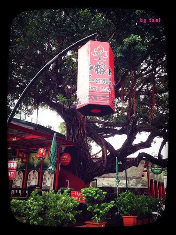 【食記】花蓮。市區。老榕樹