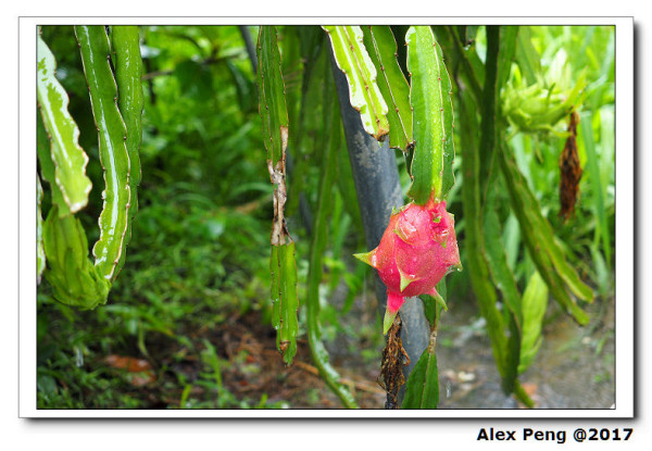 2017 墾丁遊-高雄-順億鮪魚專賣店 總店