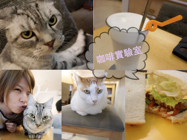 食記 ► 台北 中正區 ◄ 咖啡實驗室 Coffee Lab ✔ 捷運沿線必吃美食：忠孝新生站 x 貓咪咖啡廳。跟著貓咪一起放空很幸福（有WIFI/插座/不限時