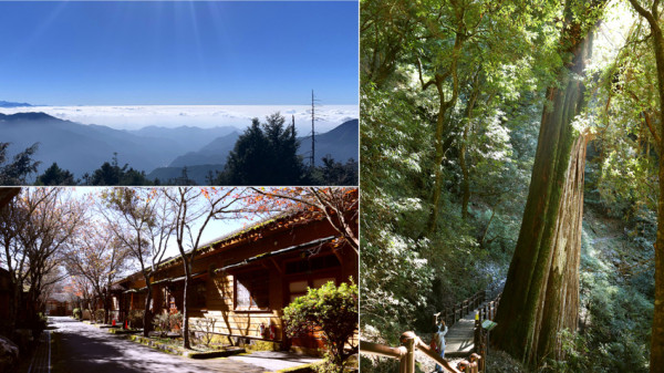 台中和平｜大雪山國家森林遊樂區｜小神木一點也不小．遠眺群山雲海大景