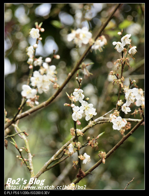 
台南.楠西-梅嶺追梅去(西拉雅國家風景區內)
