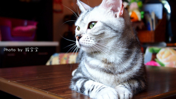 【喵店長出沒】淡水 ＊ 貓雨咖啡廳 (๑•̀ω•́ฅ)