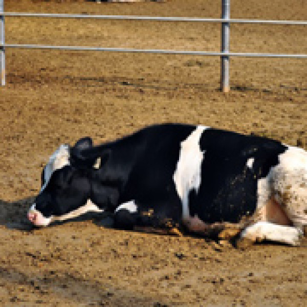銀行山禾家牧場：賞乳牛、餵乳牛、呷霜淇淋