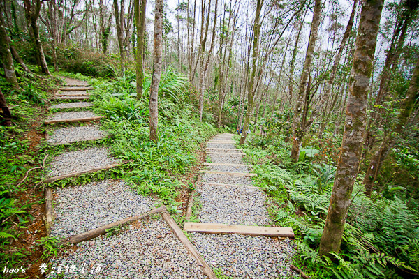 【宜蘭三星】拳頭姆步道/拳頭姆自然步道 - 輕鬆簡單，一小時可走完，老少閑宜，適合親子同行的清靜小步道