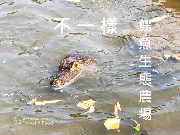 「不一樣鱷魚生態農場」真的很不一樣，刺激的餵食秀等你親自來體驗！ @ 魚兒 x 牽手明太子的「視」界旅行