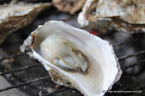 【澎湖旅遊】青灣海底珊瑚之旅+海洋牧場鮮蚵／海鮮粥吃到飽，還有釣魚體驗喔！