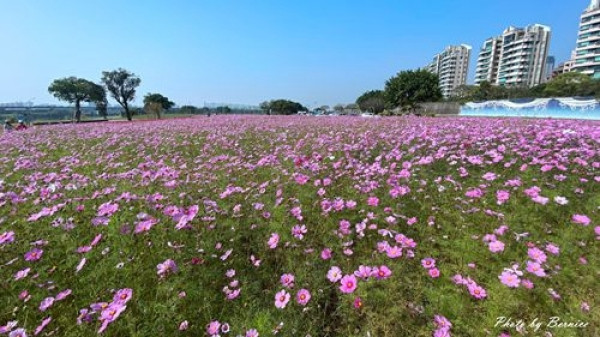 美堤波斯菊花海~滿滿的粉桃紅花毯美到讓人移不開眼