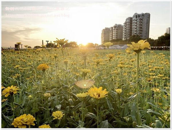 ❤ 北市河濱最大花海‧向日葵波斯菊輪番盛放~『美堤河濱公園 4千坪繽紛花海-花期/位置/交通指引』