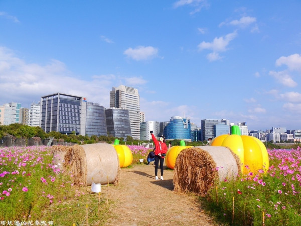 【台北-中山區】2021美堤河濱公園波斯菊&百日草花海