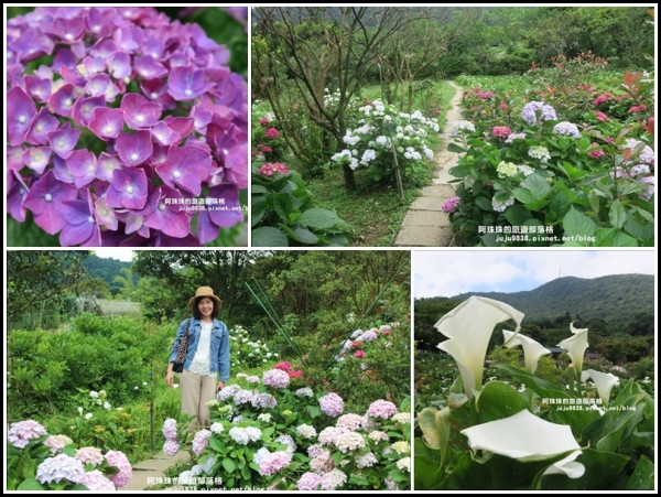 竹子湖。苗榜吃土雞賞海芋繡球花愛情花。大梯田繡球花