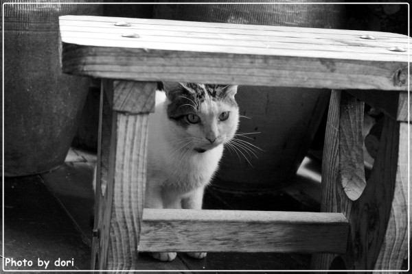 〈台灣東部〉花蓮光復、壽豐鄉。我的咖啡館+雲山水