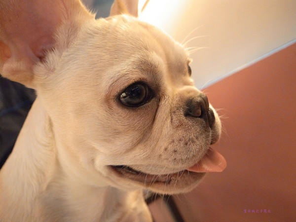 【團購券】寵物專屬餐廳～想和毛小孩一起用餐嗎？那就來「派特芙德」吧！                
      