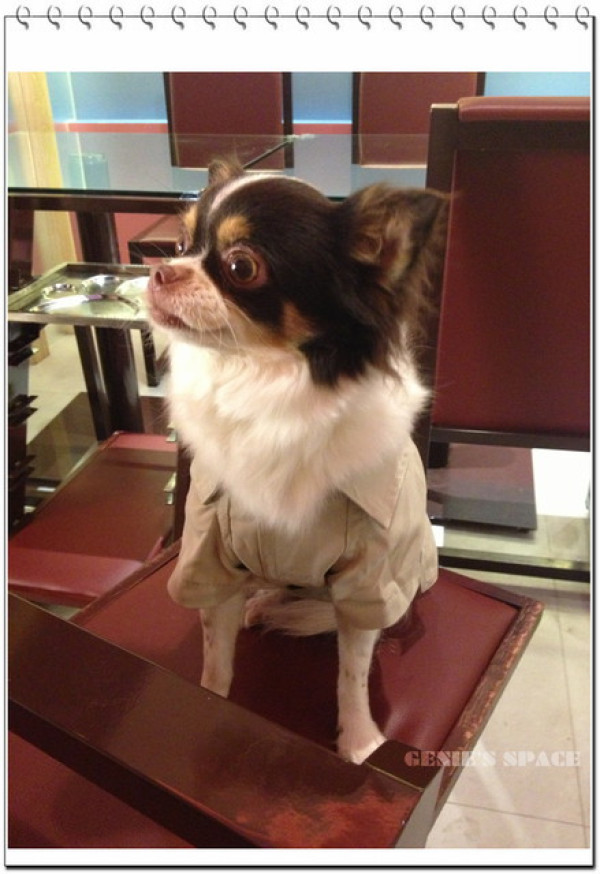 跟小寶貝一起的甜蜜約會!派特芙德寵物餐廳