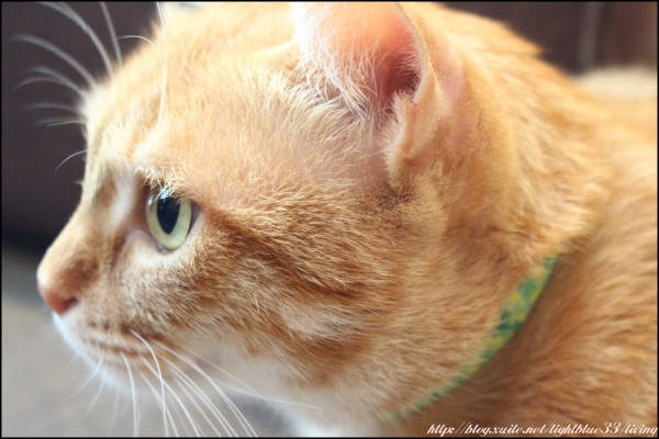 [ 台電大樓站．師大美食 ] 極簡咖啡～傳說中很多貓咪的咖啡店