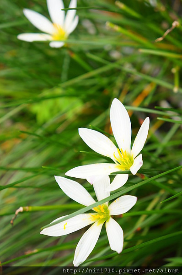 榻榻米古老的味道~宜蘭文學館 九穀咖啡。茶