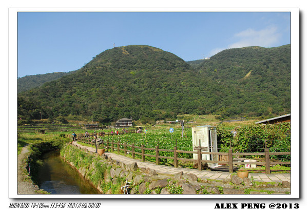 台北市-陽明山竹子湖賞海芋+山園餐廳