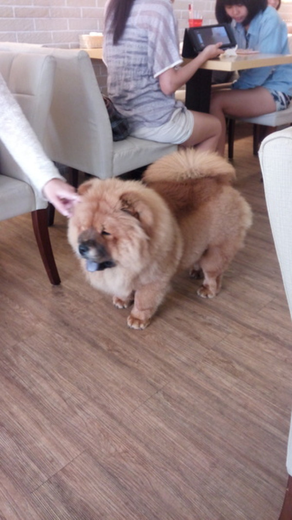 口碑20_Mivila米米拉義式餐廳=寵物餐廳~可以帶毛小孩來的店~裡頭也有一隻無敵可愛的店狗~完全帶走我的心        
      