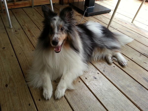 跟著毛小孩來一起用餐。歡樂氣氛。當我們同在一起~~~        
      