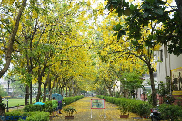 【遊記】屏東內埔_屏東榮譽國民之家@春來了 就要感受那黃金雨的浪漫啊